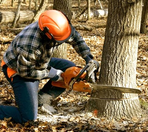 Tree Removal in Blunt, SD